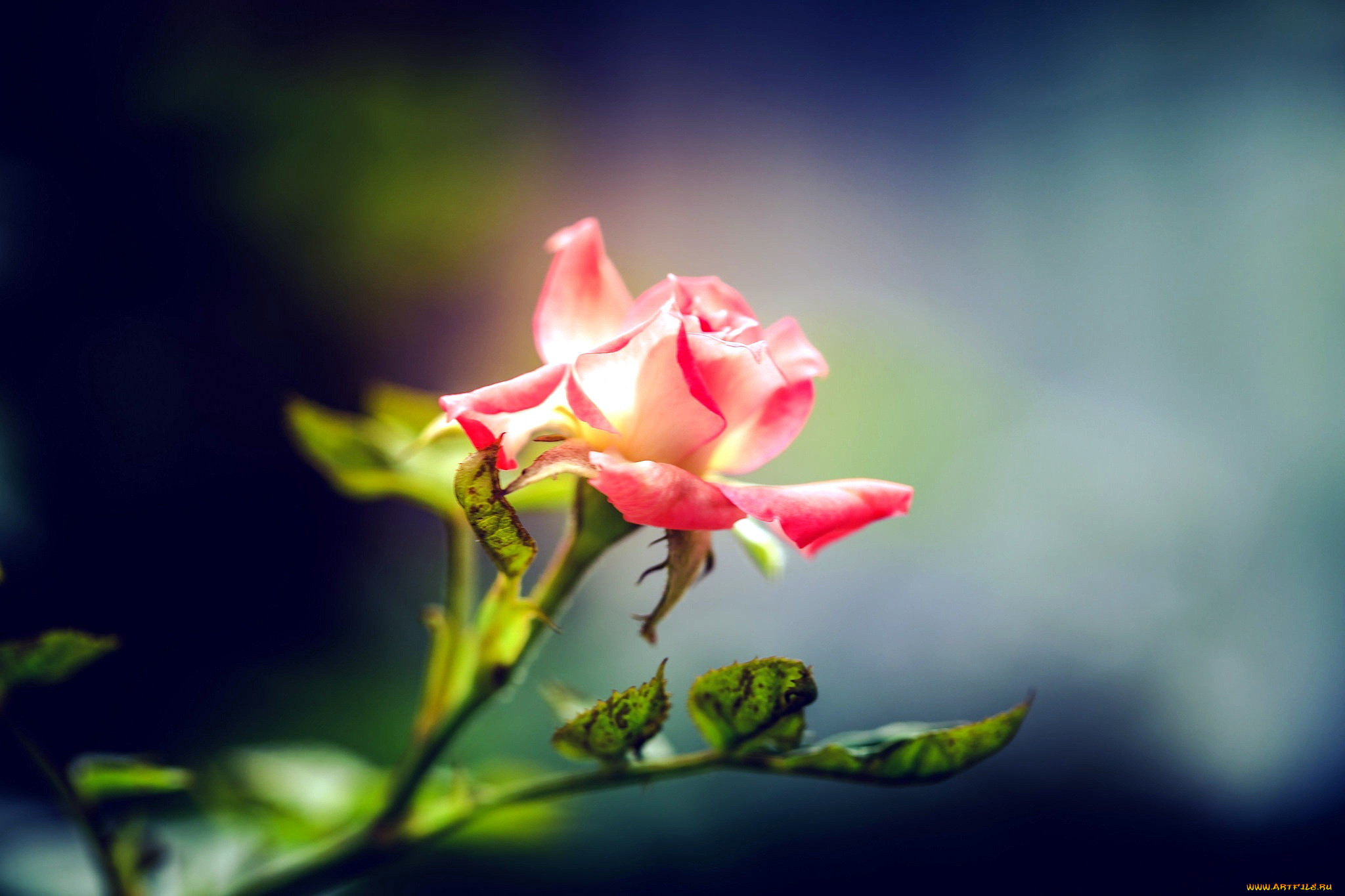 цветы, розы, бутон