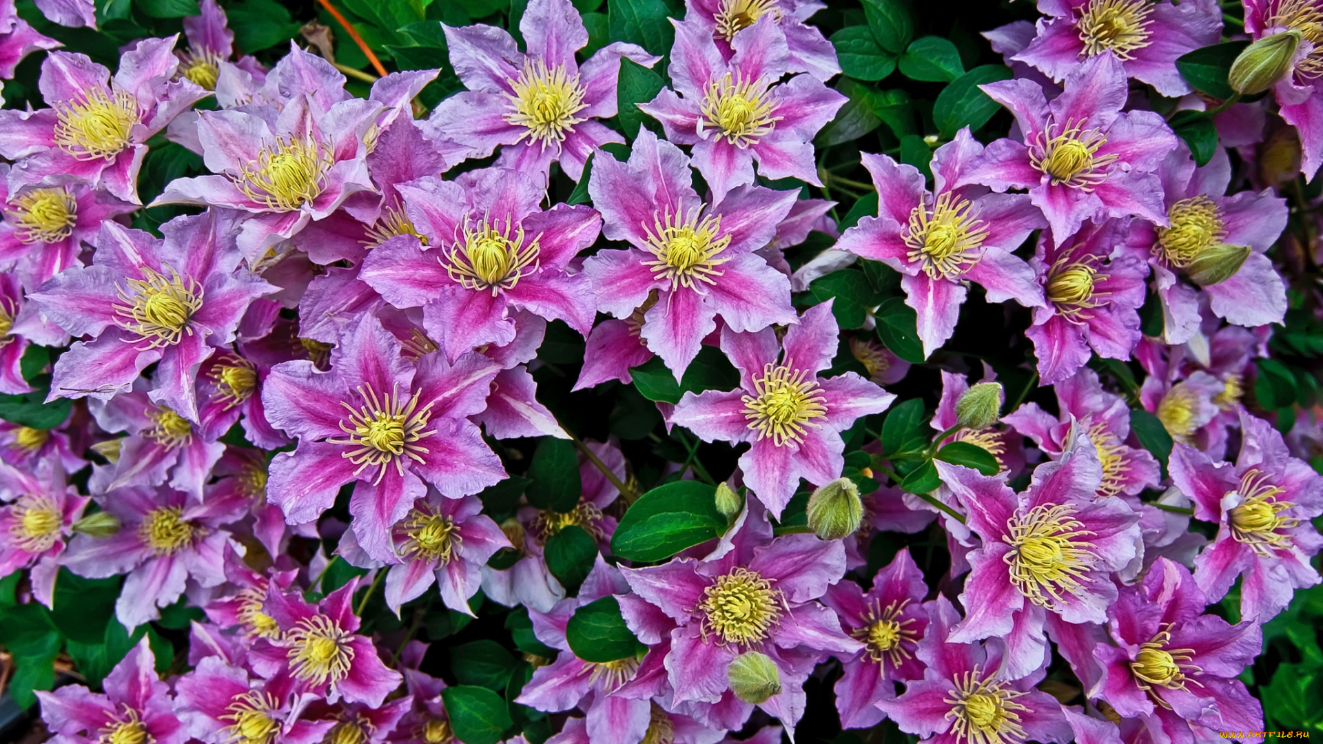 цветы, клематис, , ломонос, розовый, клематис