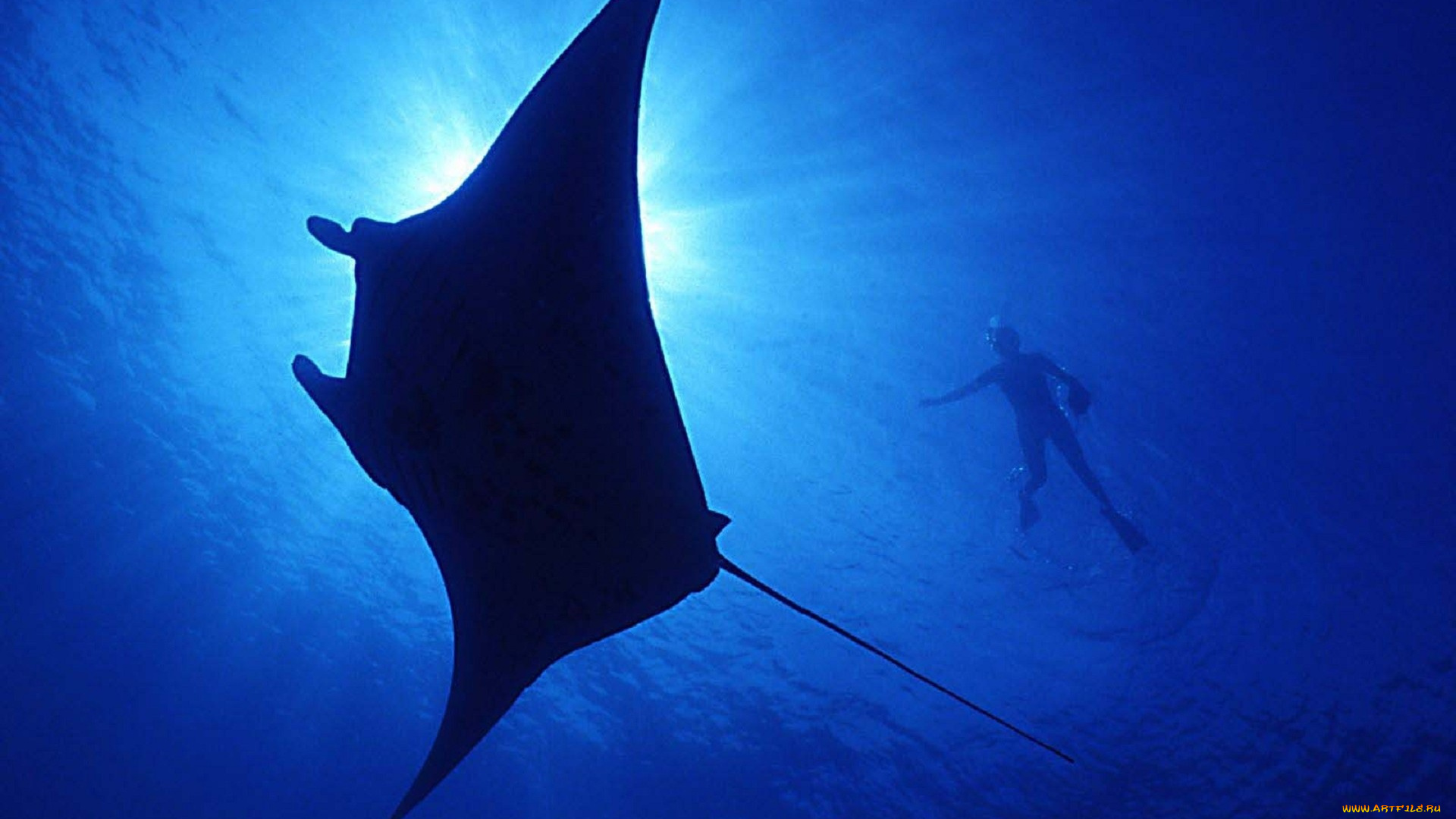 животные, рыбы, скат, море, человек