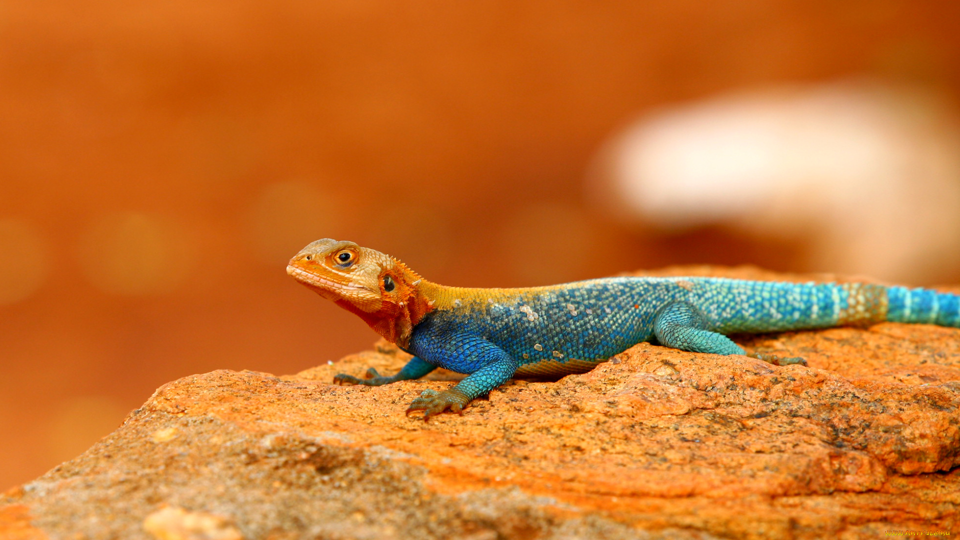 животные, ящерицы, , игуаны, , вараны, ящерица, камень