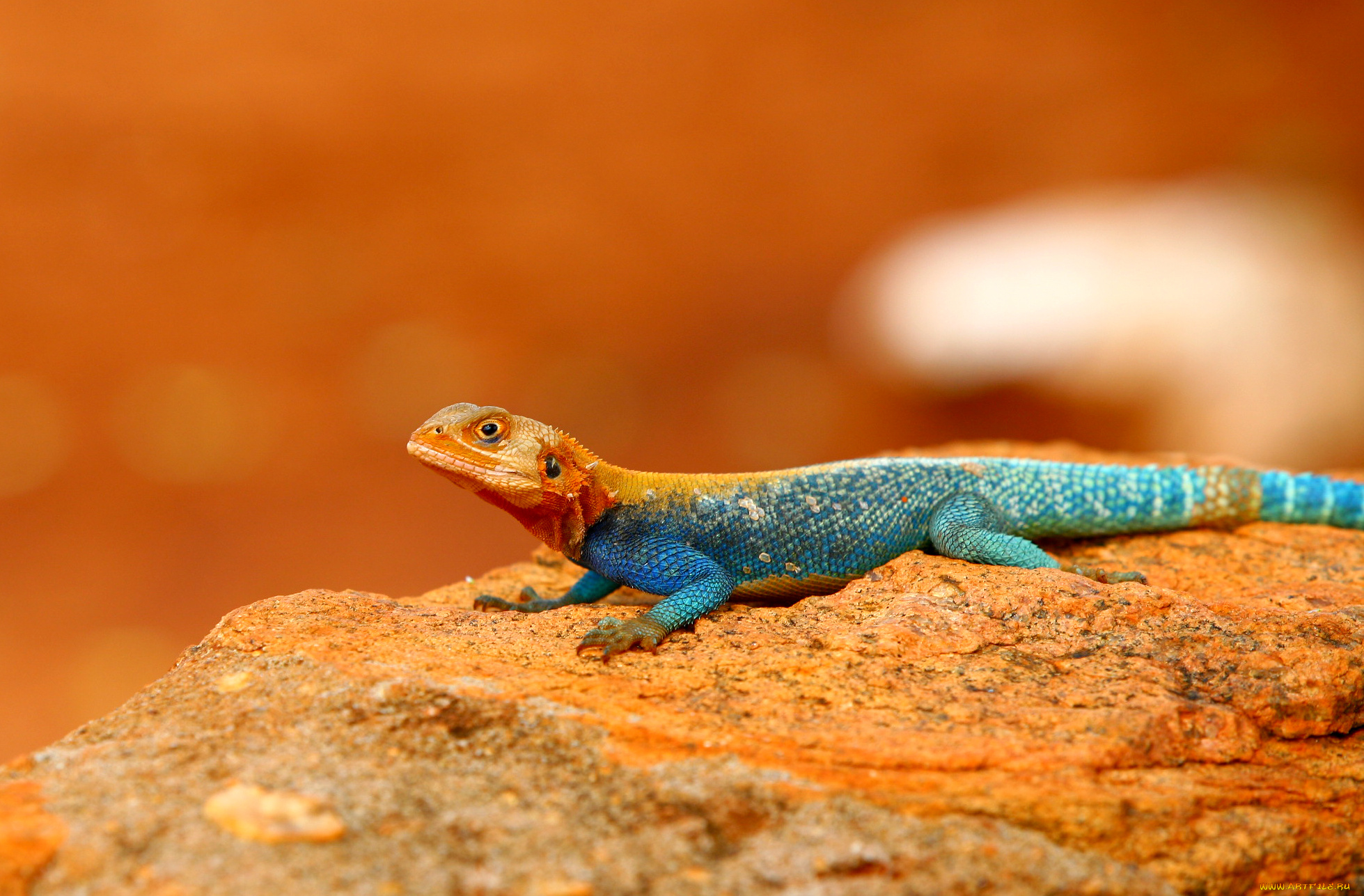 животные, ящерицы, , игуаны, , вараны, ящерица, камень