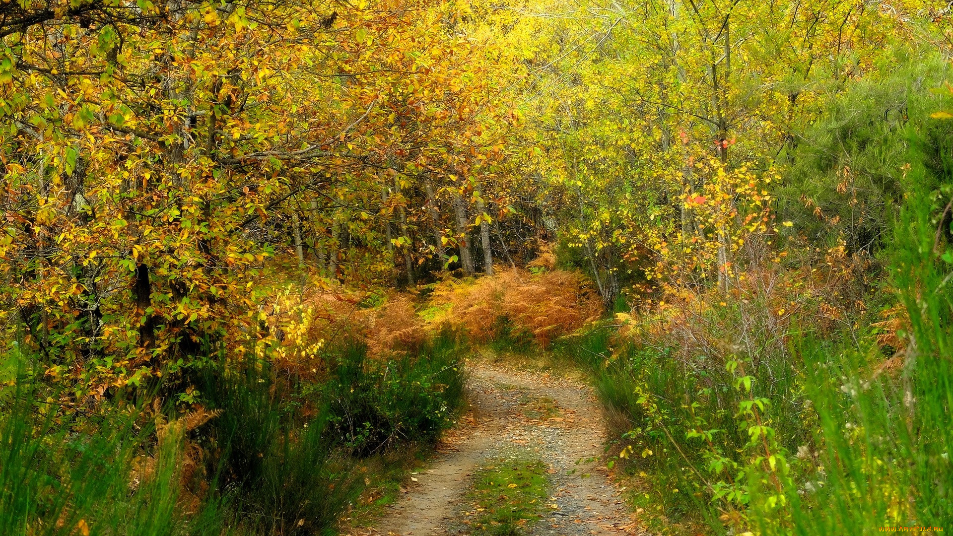 природа, лес, деревья, осень, тропа