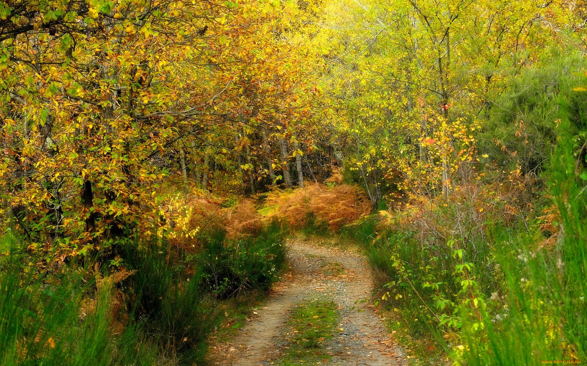 природа, лес, деревья, осень, тропа
