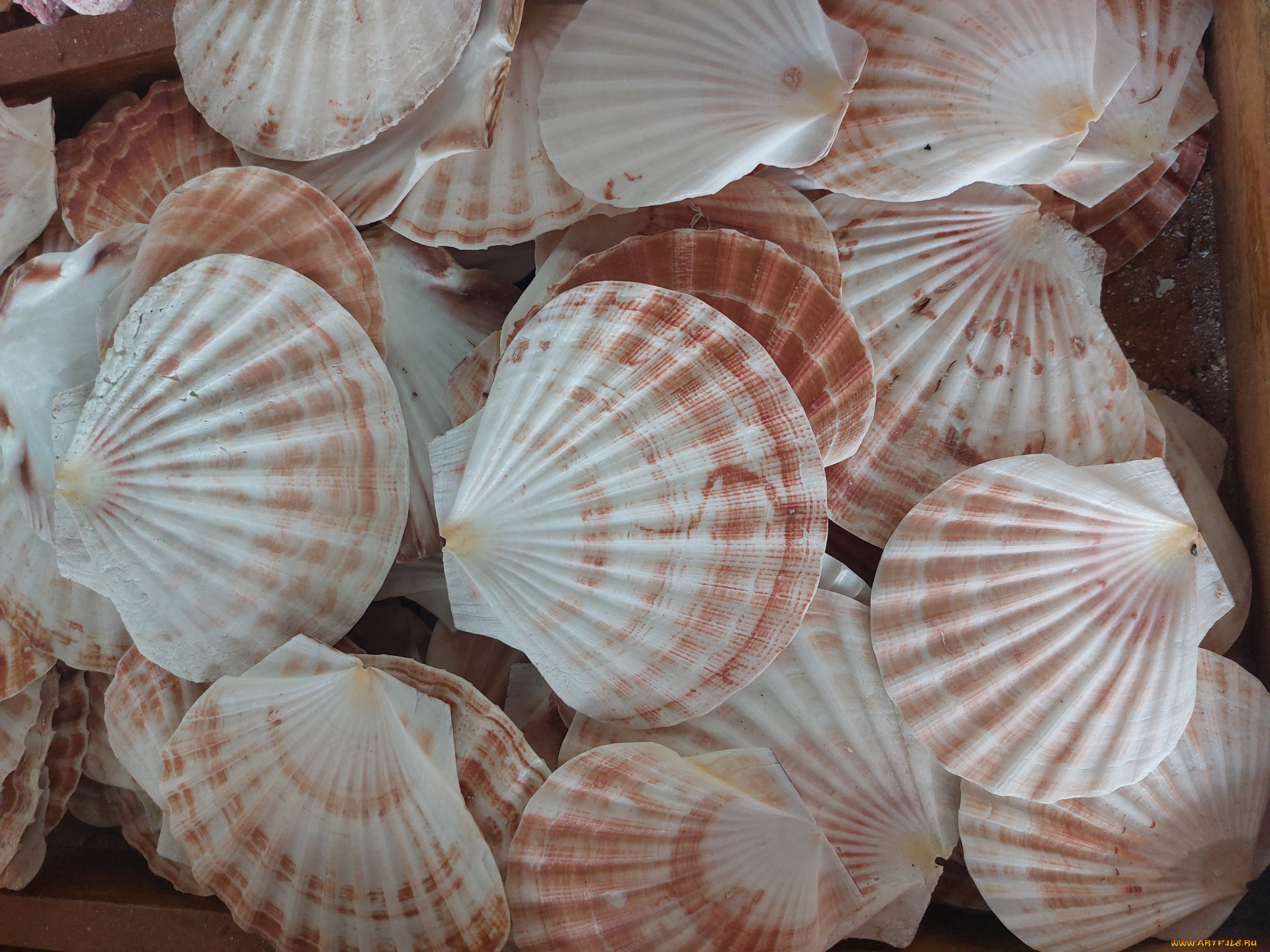 scallop, shells, разное, ракушки, , кораллы, , декоративные, и, spa-камни, scallop, shells