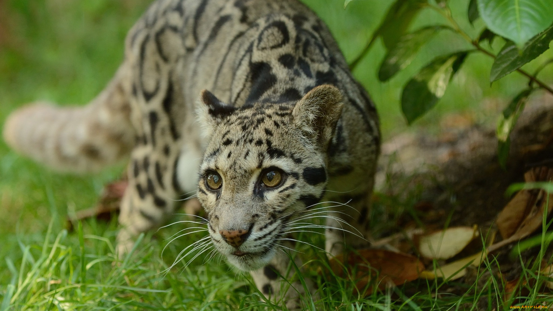 животные, дымчатые, леопарды, млекопитающие, оцелоты, сeмeйство, кошачьих, природа, крупный, план