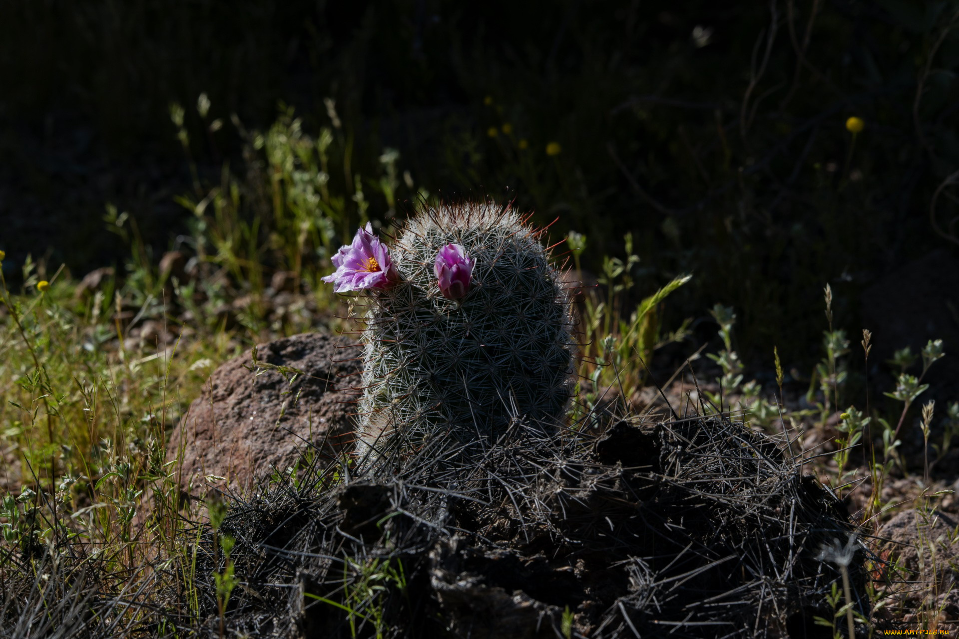 цветы, кактусы, колючки