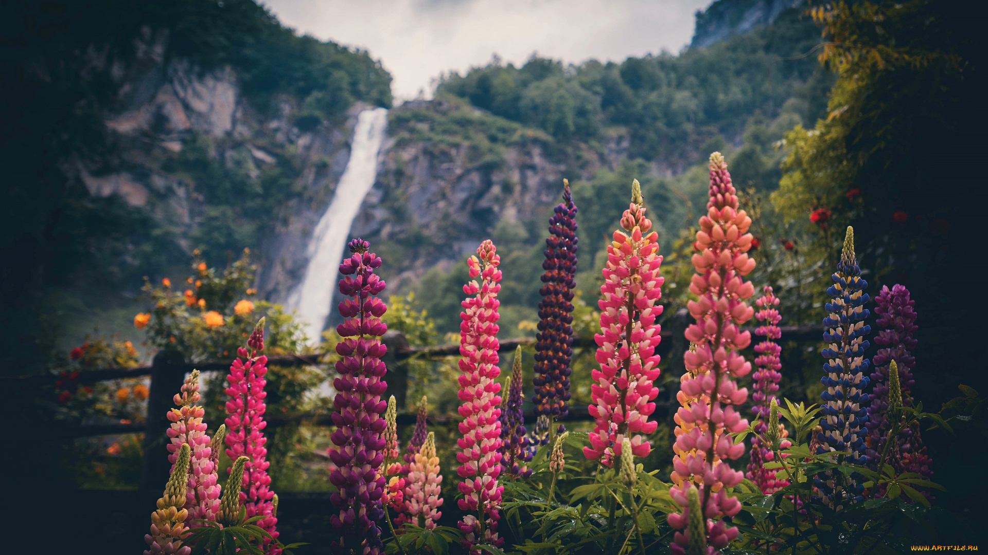 цветы, люпин