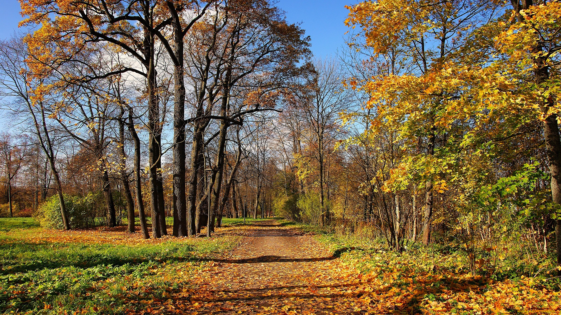 природа, дороги, лес, осень, деревья, листья, дорога