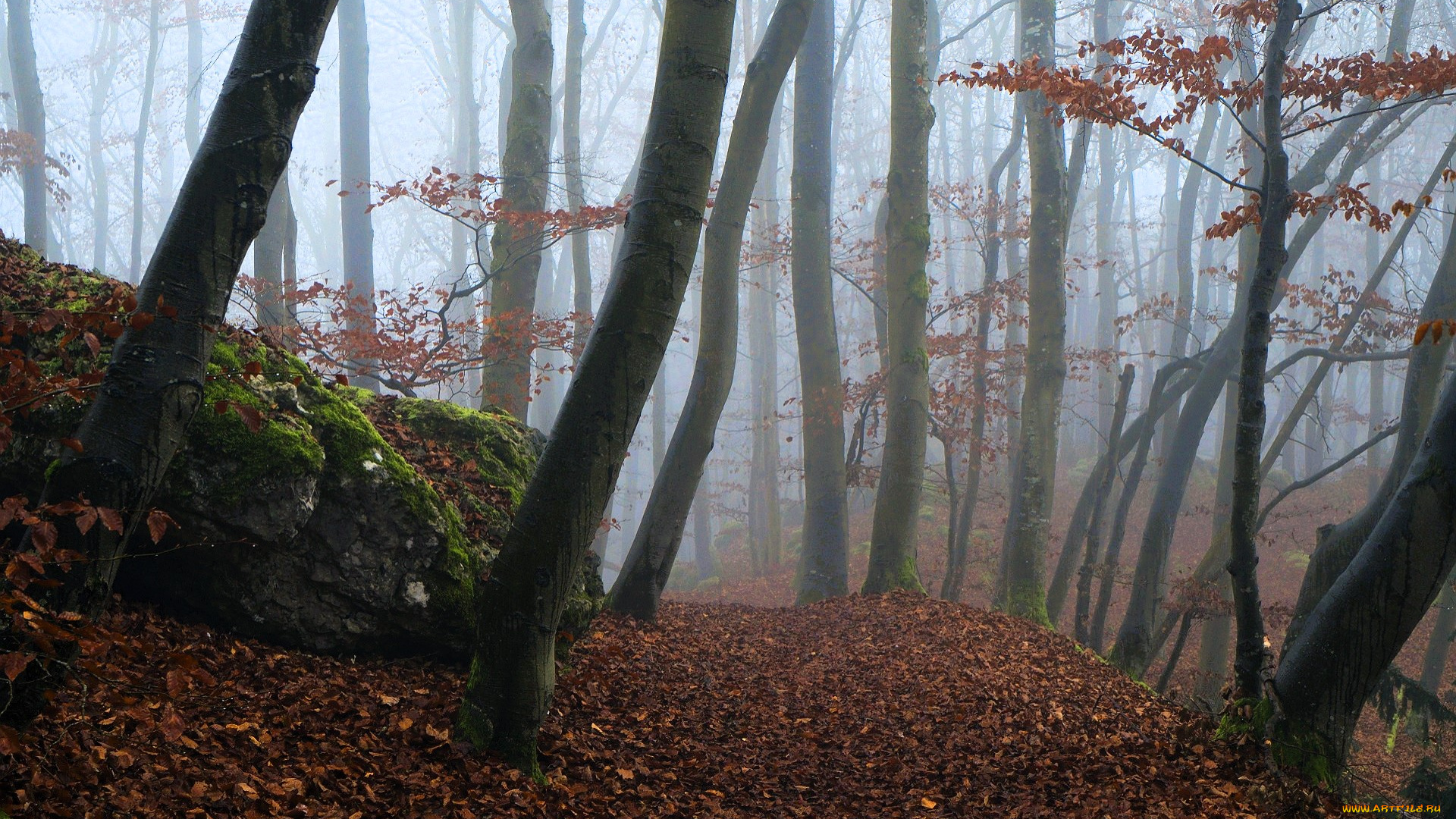 природа, лес, деревья, туман, осень, листья, камень, мох