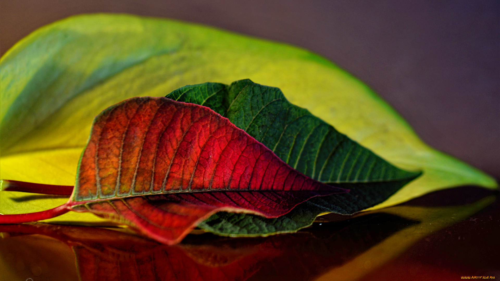 природа, листья