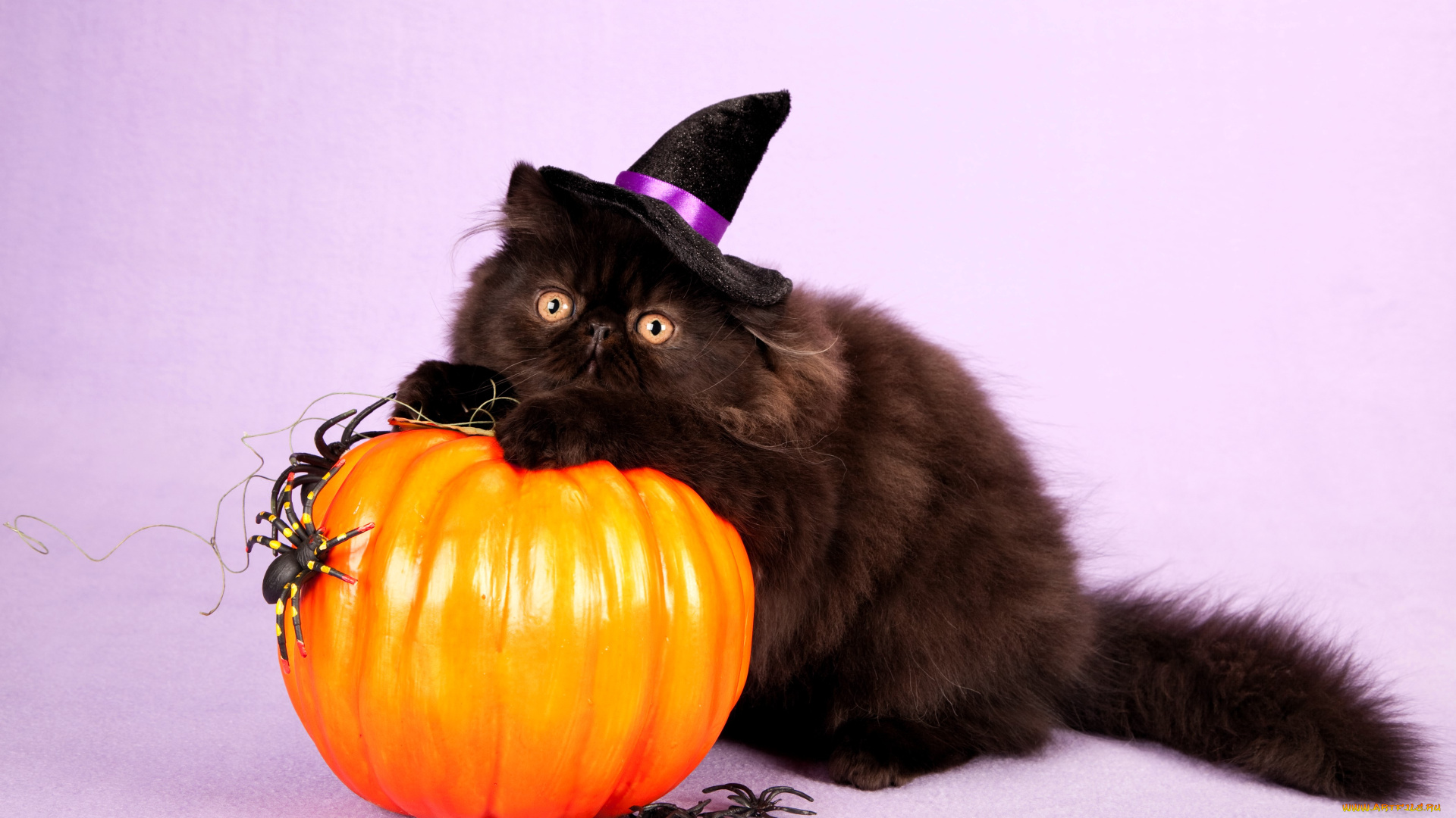 животные, коты, кот, черный, шляпа, тыква, пауки, хэллоуин