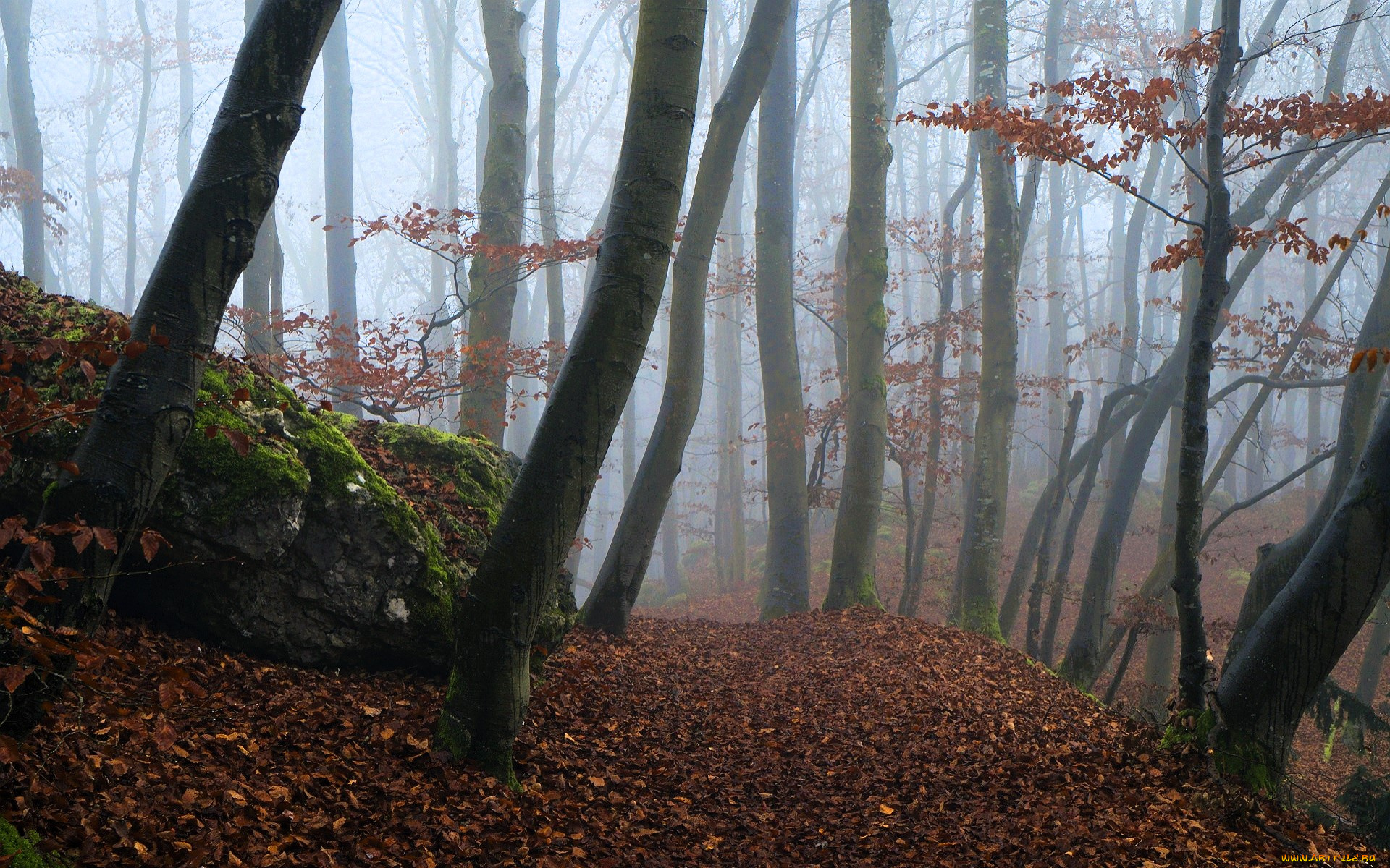 природа, лес, деревья, туман, осень, листья, камень, мох