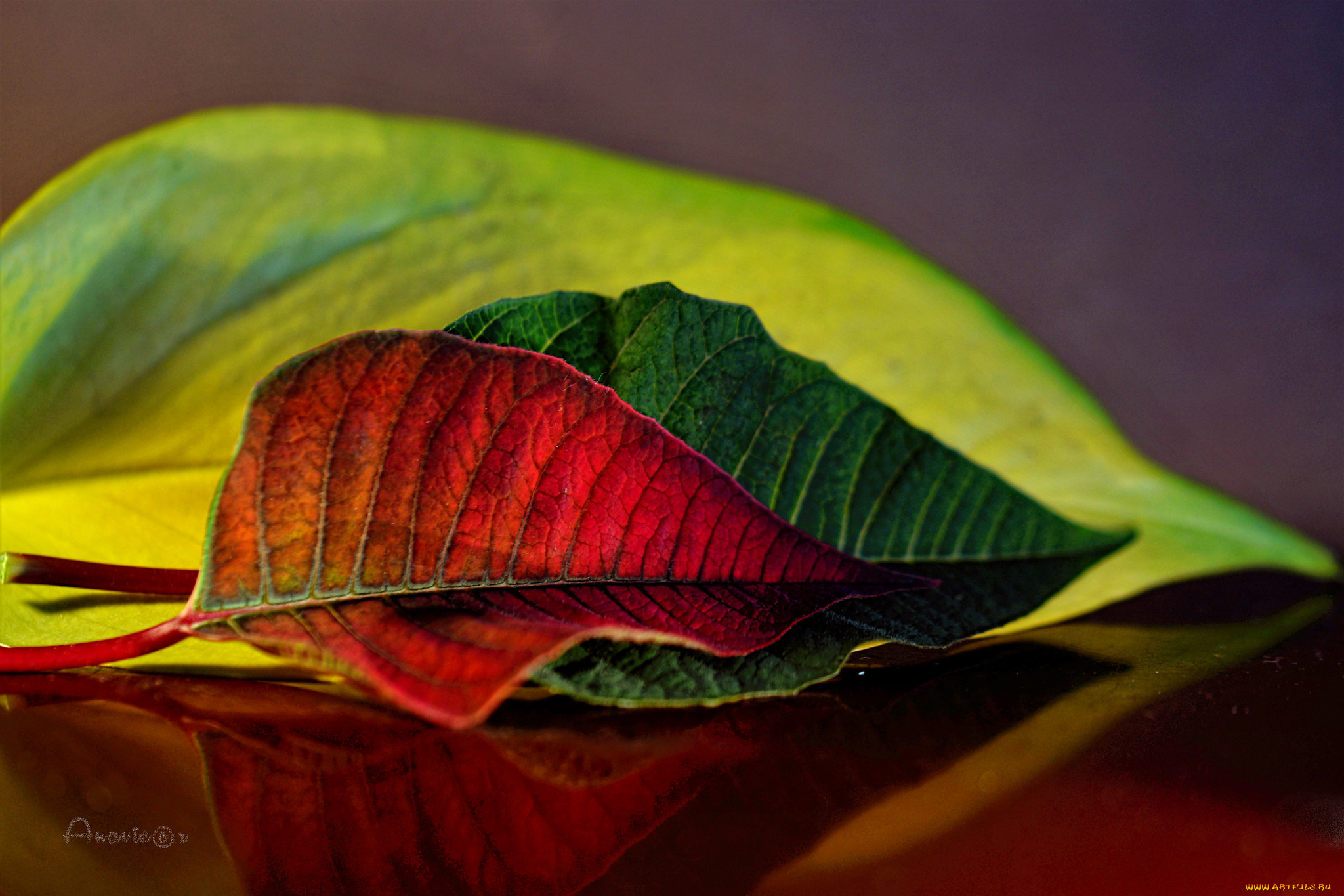 природа, листья