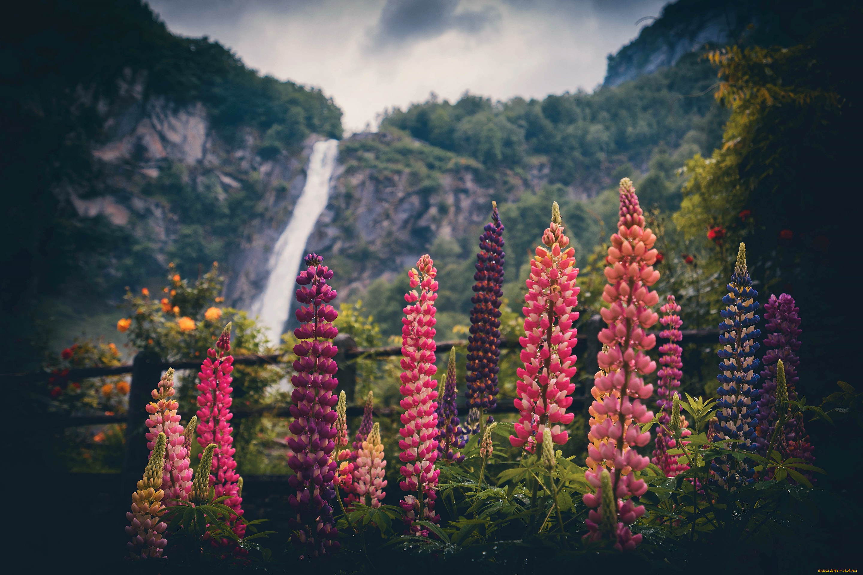 цветы, люпин