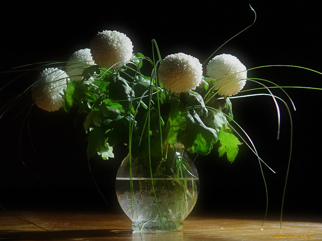 цветы, хризантемы