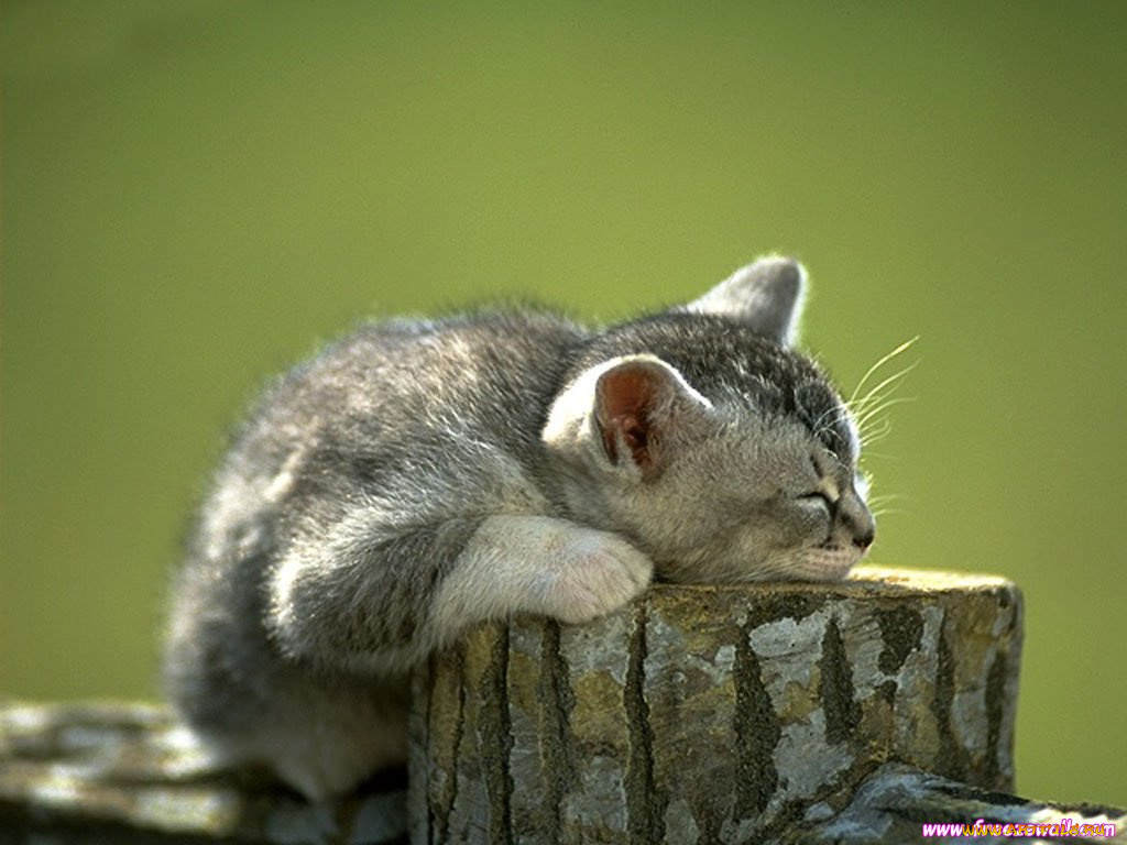 животные, коты