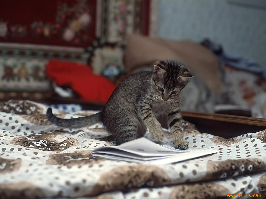 животные, коты