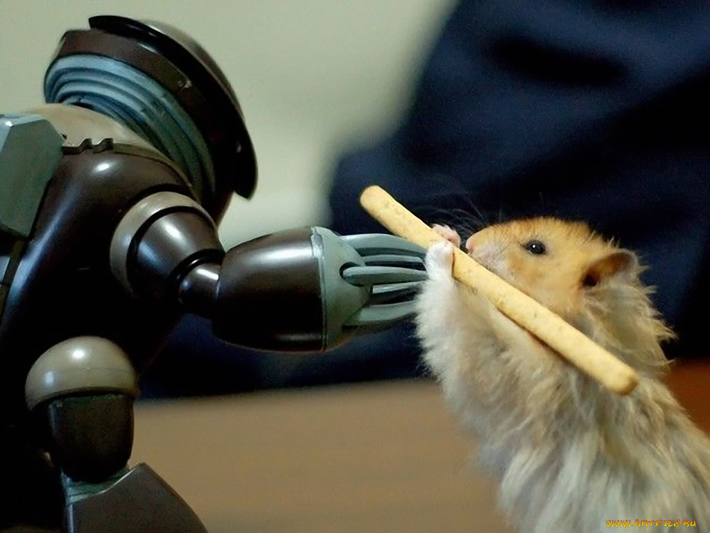 животные, морские, свинки, хомяки