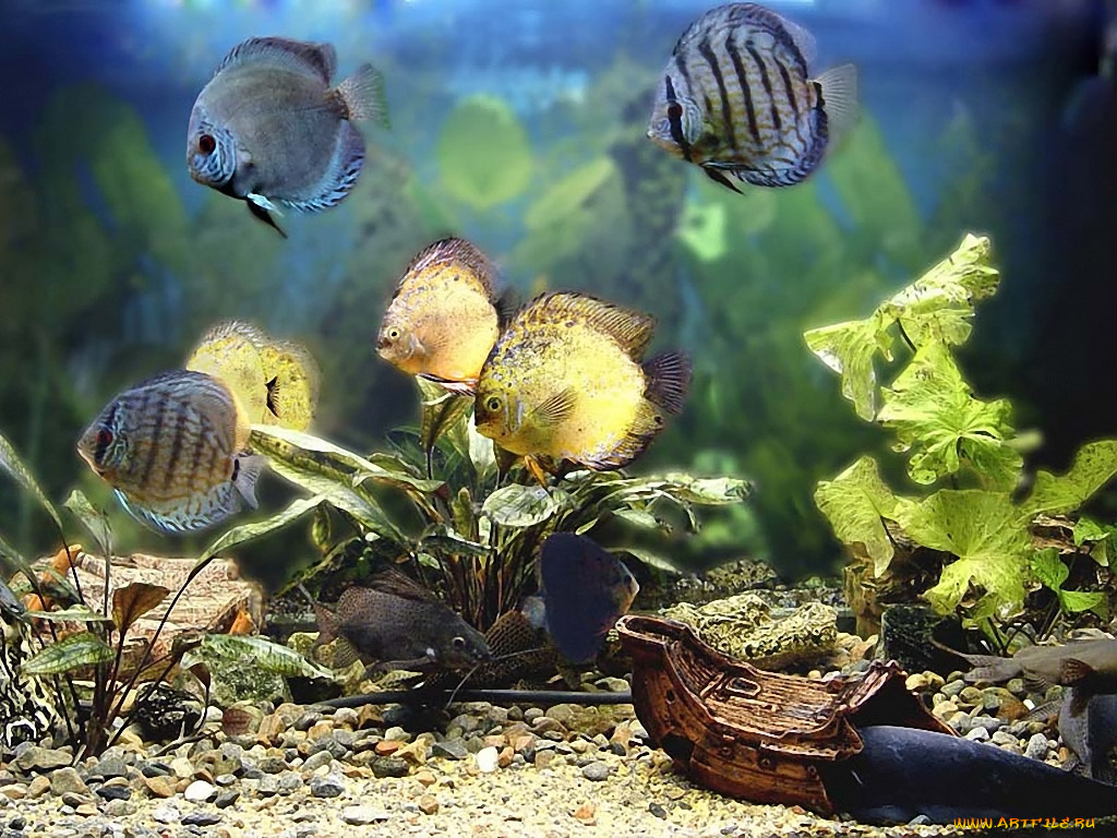 животные, рыбы