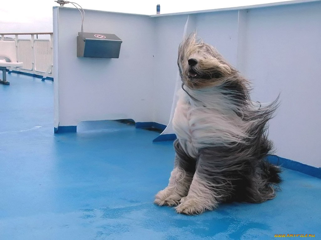 животные, собаки