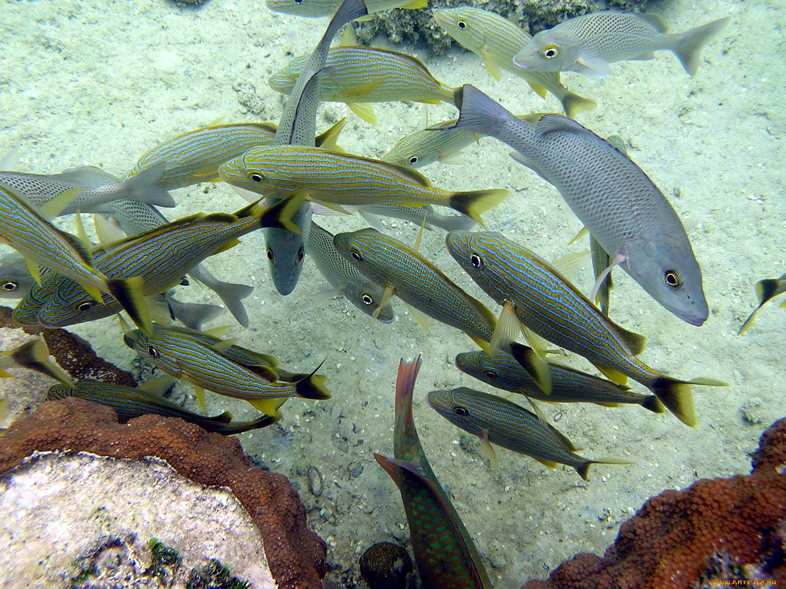 reef, fish, животные, рыбы