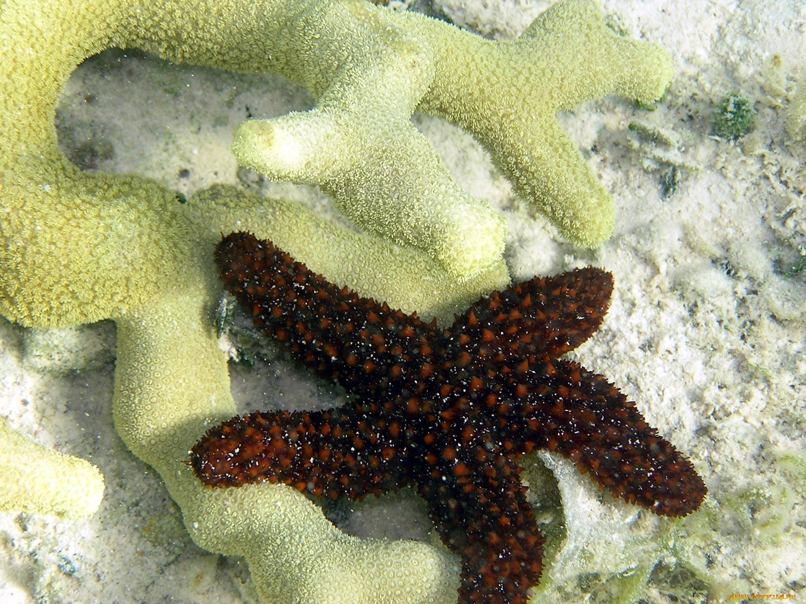 small, starfish, животные, морские, звёзды