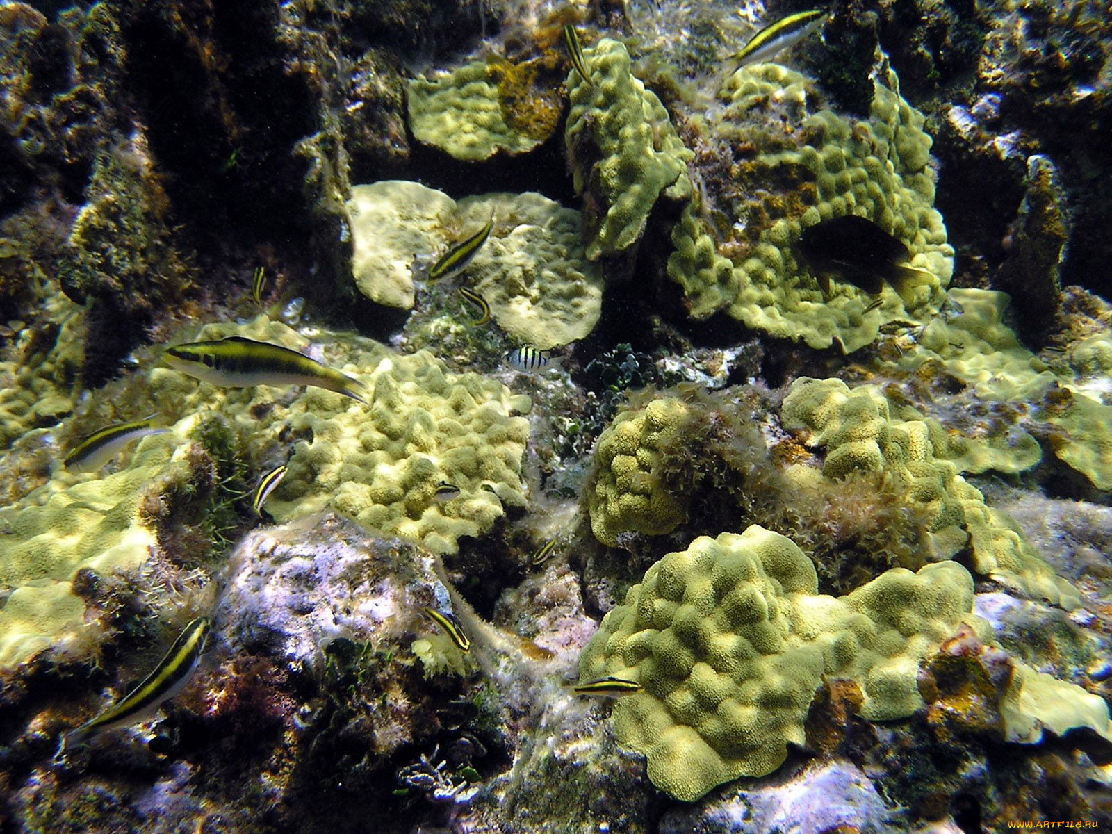 small, wrasse, животные, рыбы