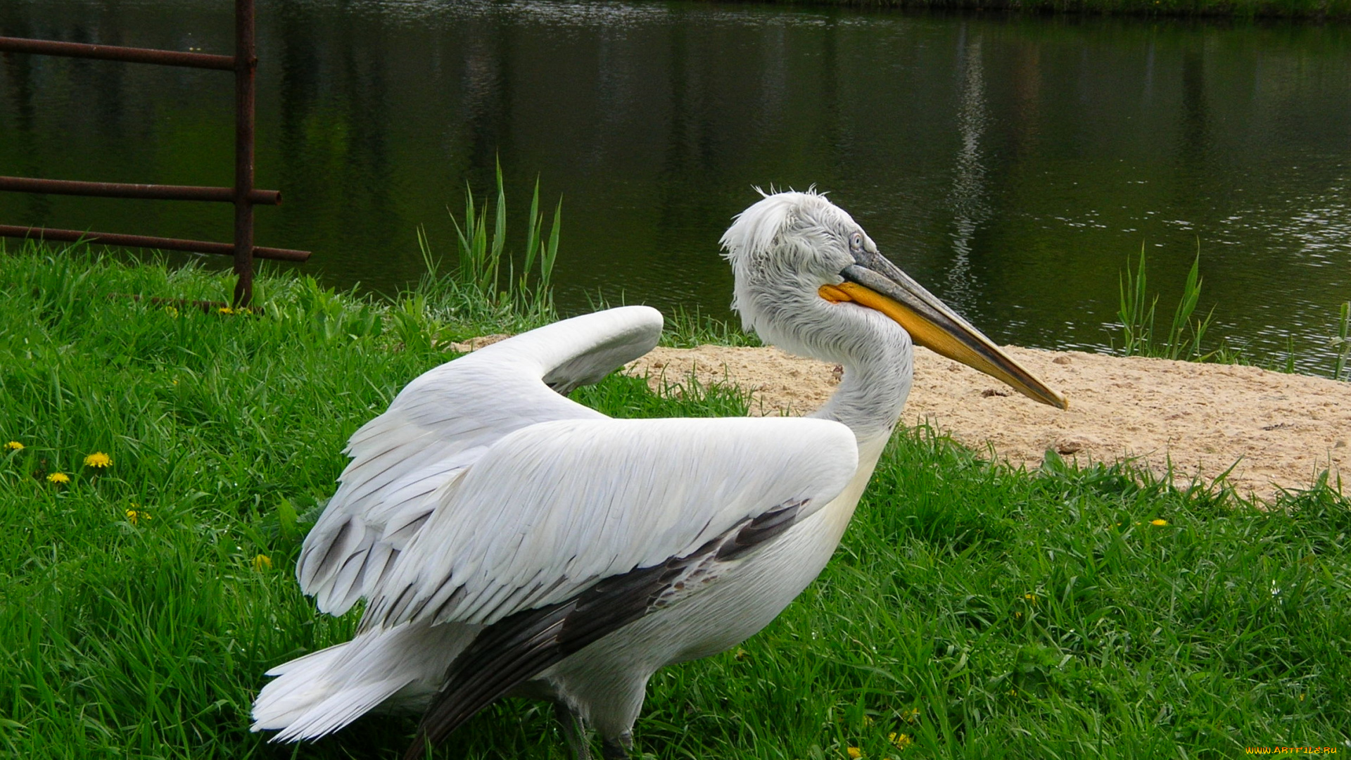 животные, пеликаны