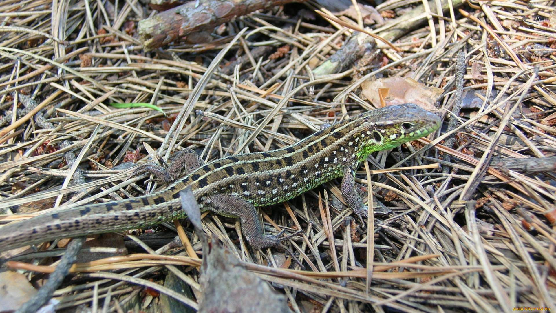 животные, Ящерицы, игуаны, вараны