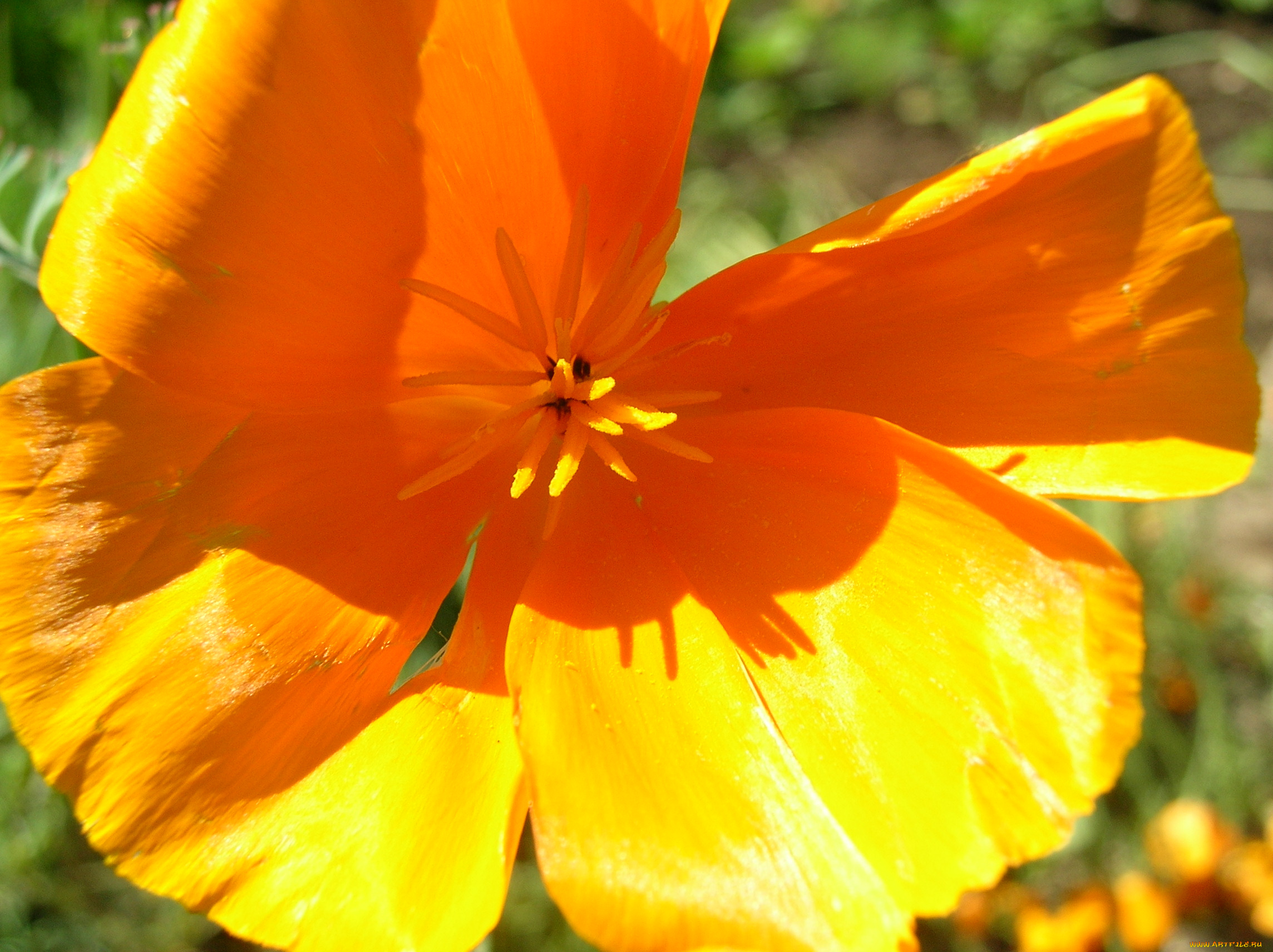 цветы, эшшольция