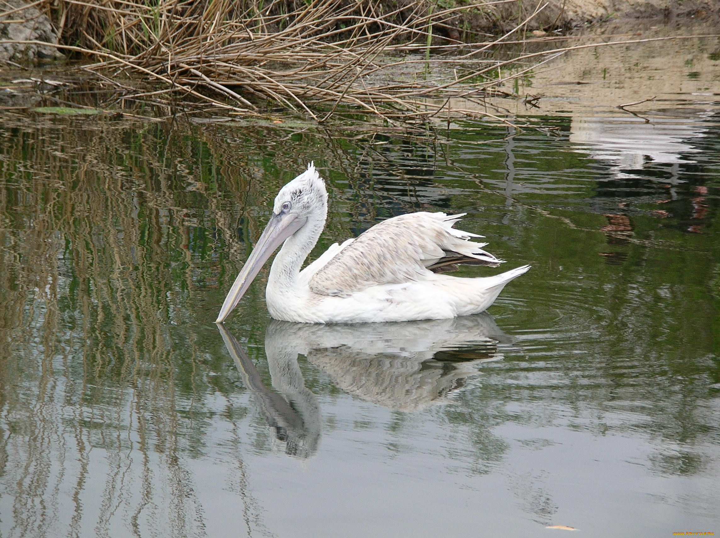 животные, пеликаны