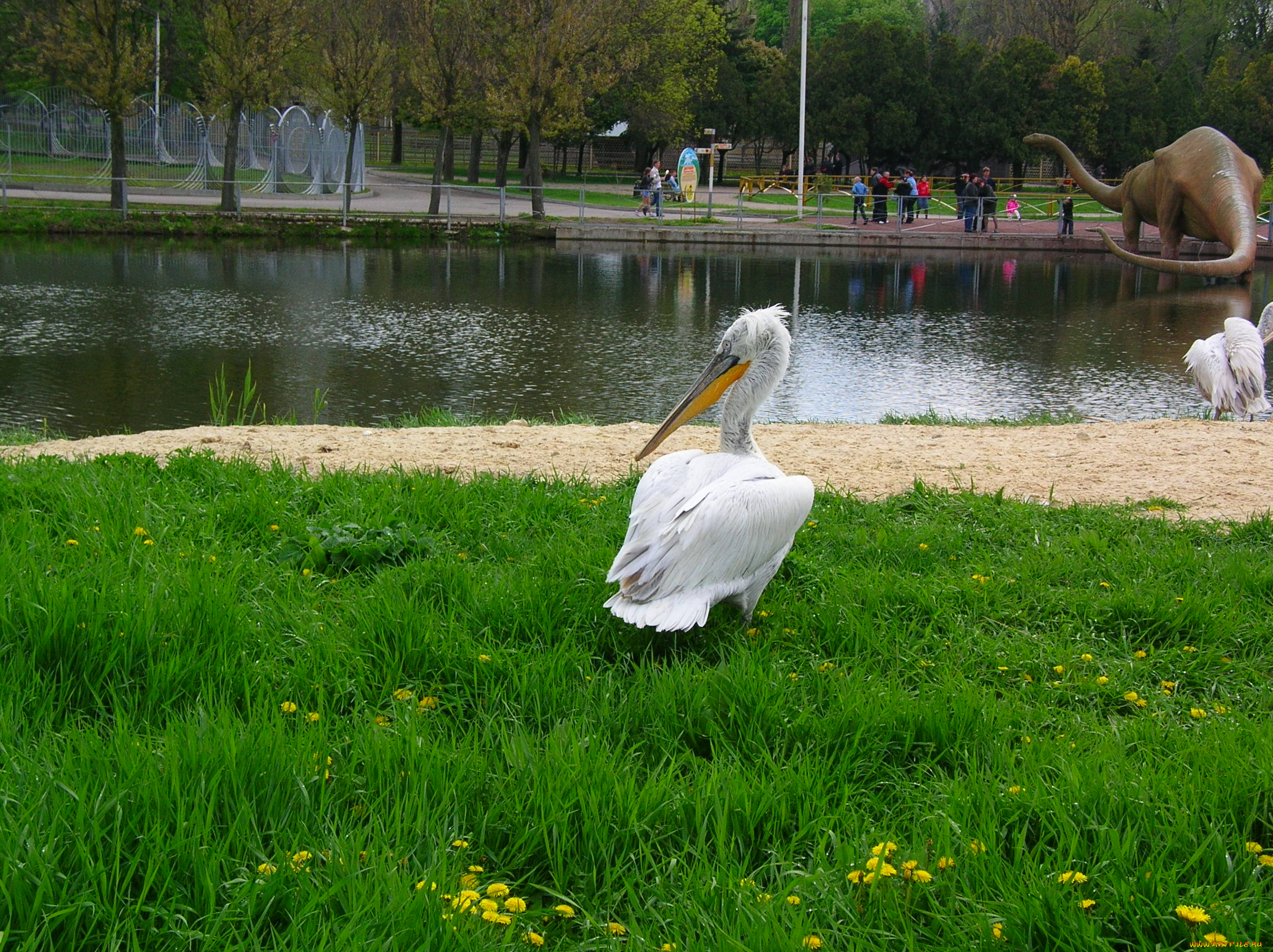 животные, пеликаны