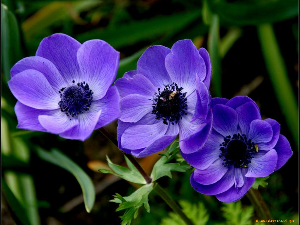 nebosv, ***, цветы, анемоны, адонисы