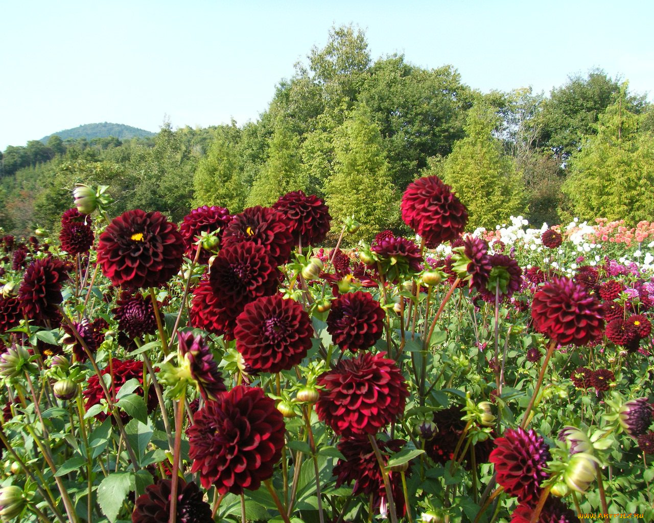 цветы, георгины