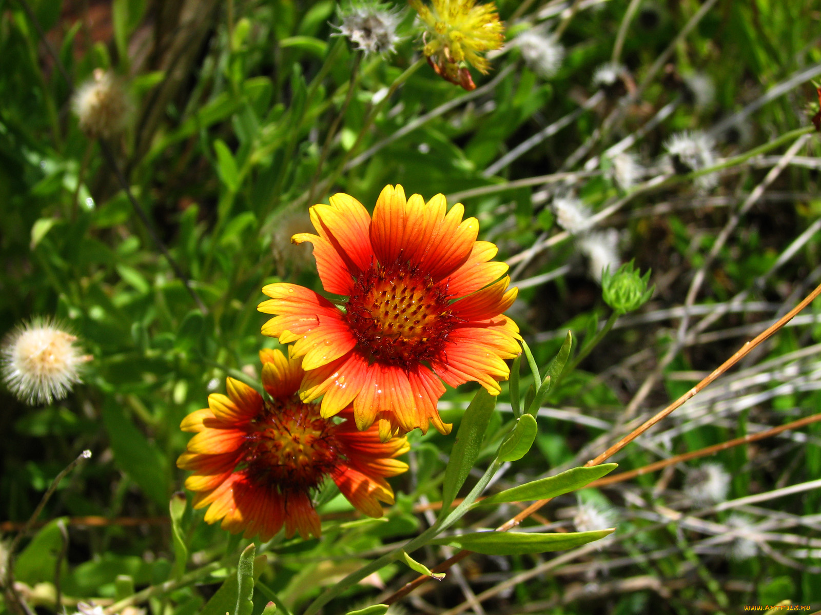 цветы, гайлардии, гелениумы