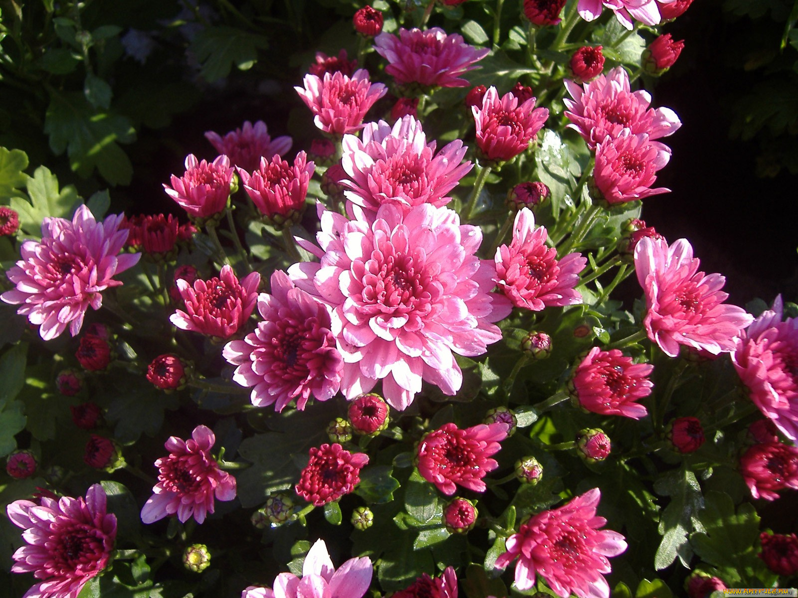 цветы, хризантемы