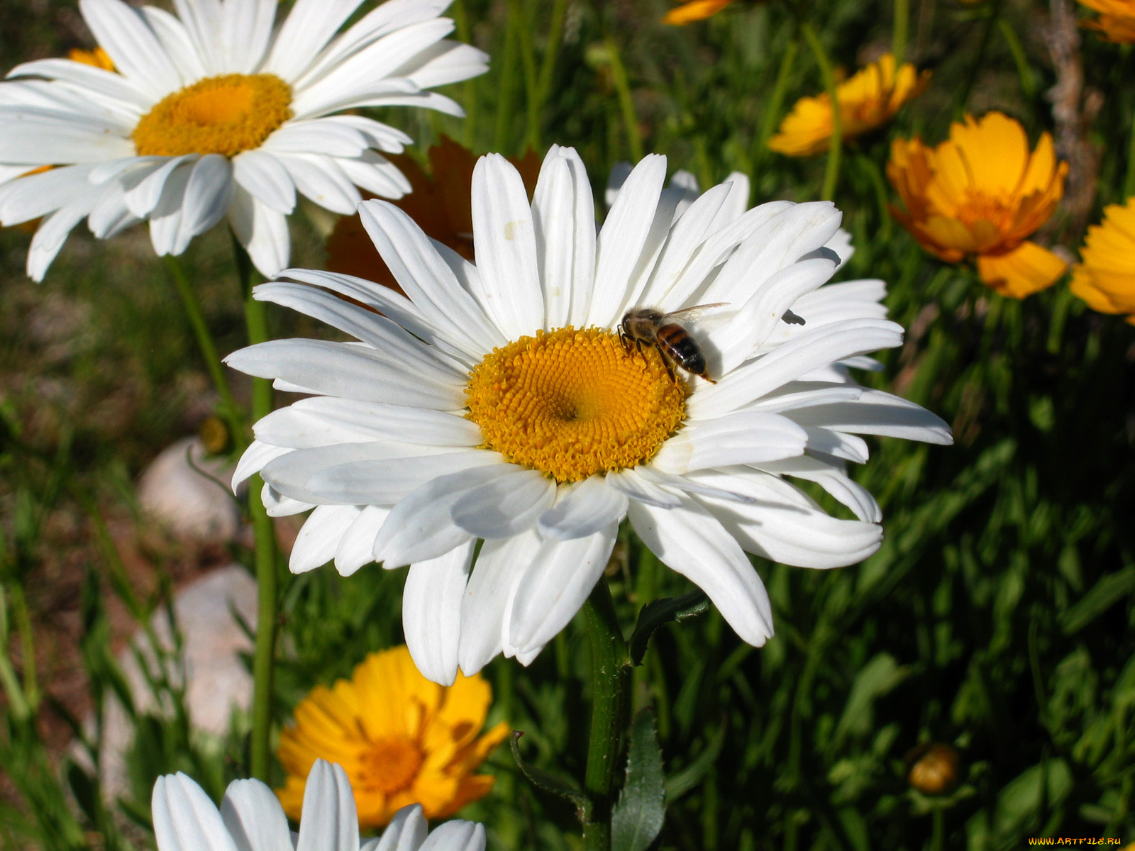 цветы, ромашки
