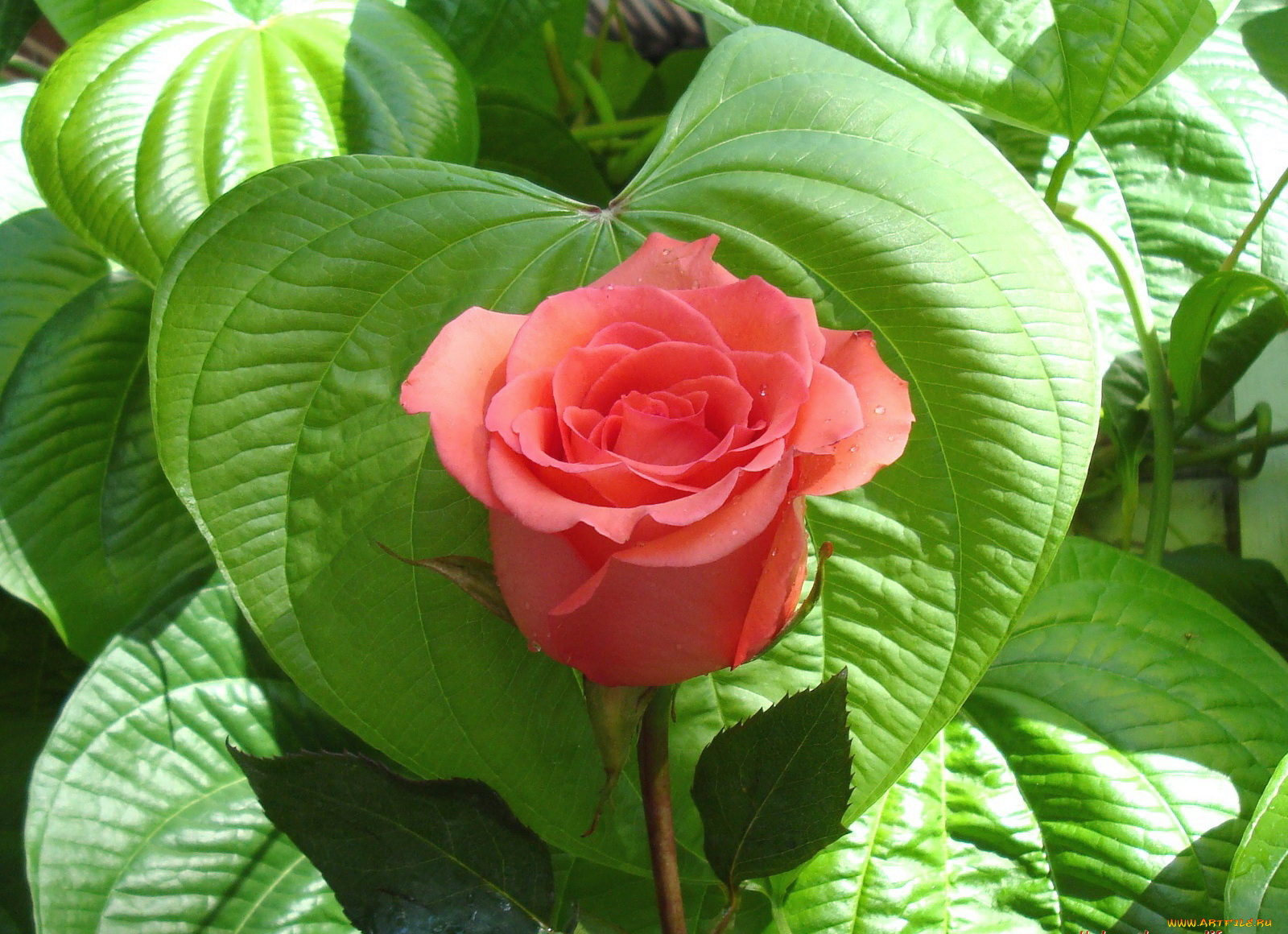 цветы, розы