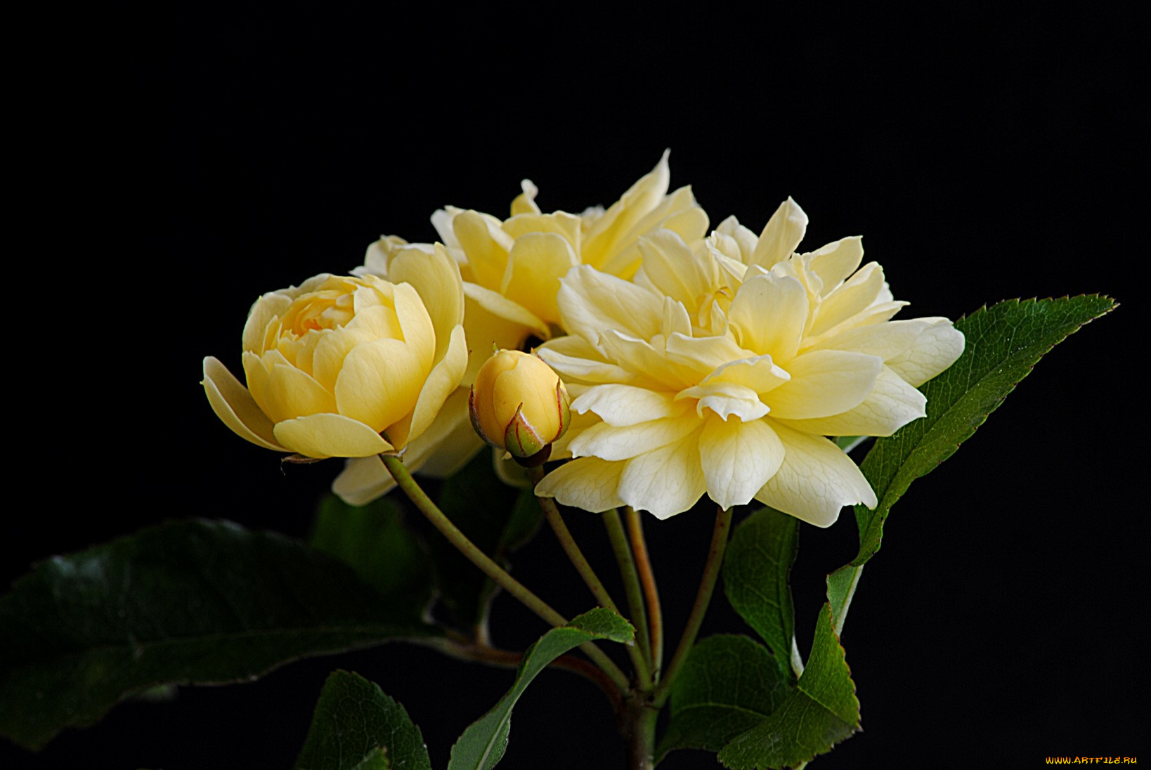 цветы, розы, листья, бутоны