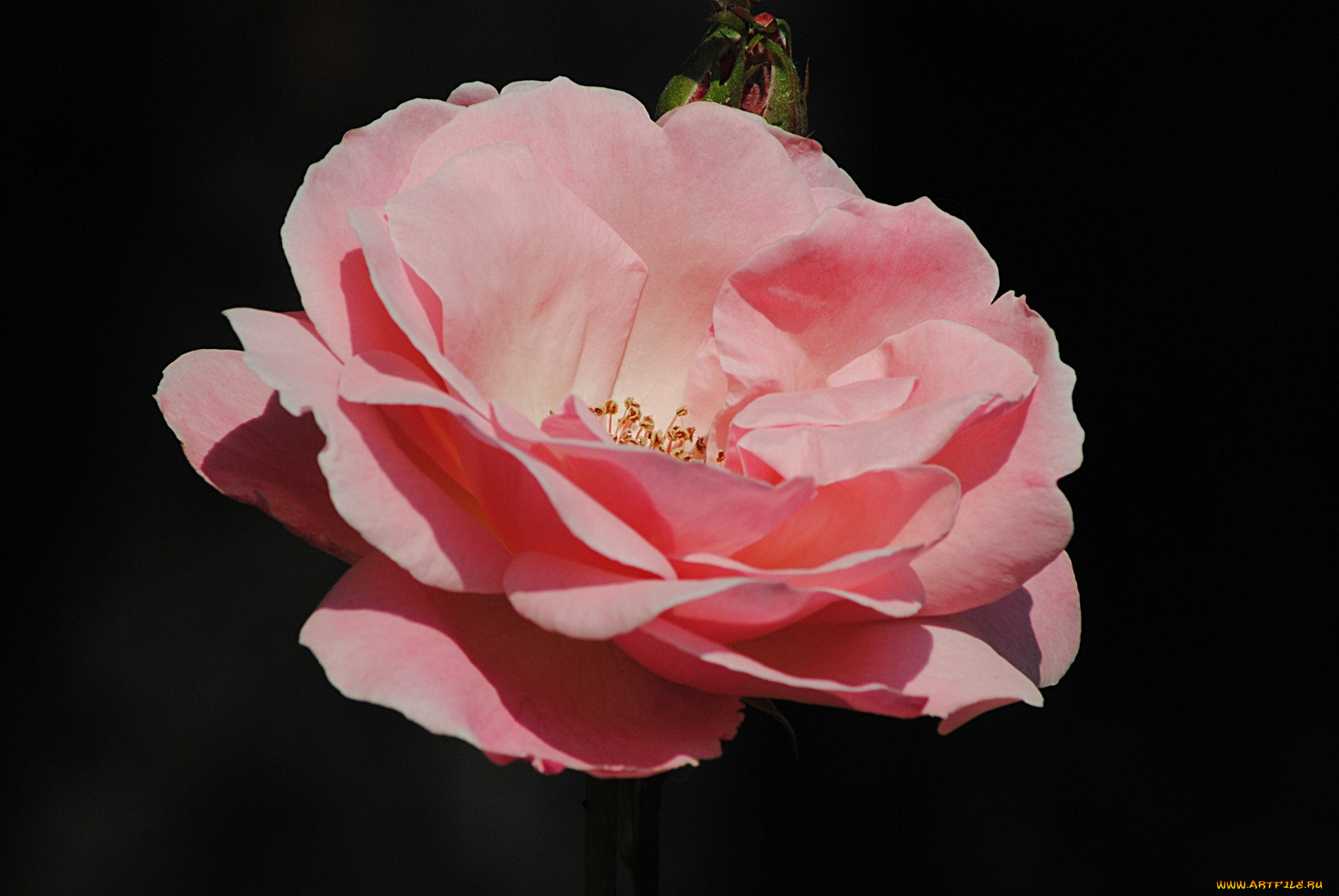 цветы, розы, тёмный, фон