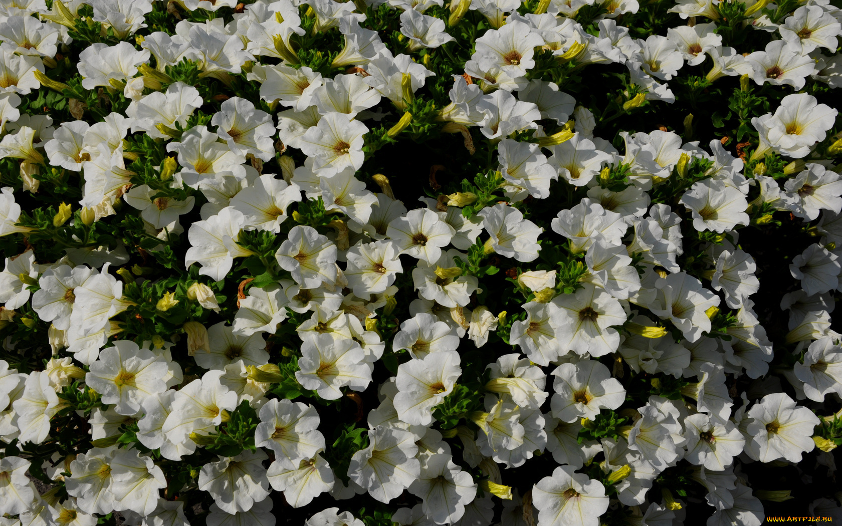 цветы, петунии, калибрахоа