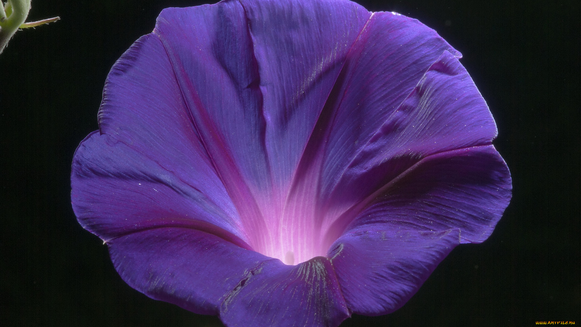 цветы, вьюнки, ипомеи