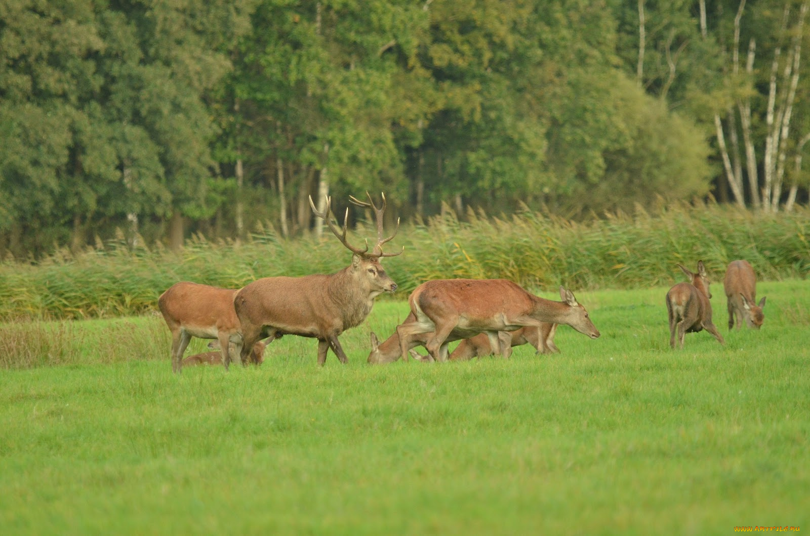 животные, олени