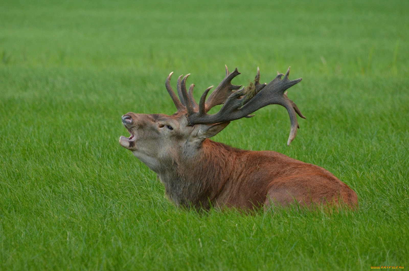 животные, олени, олень