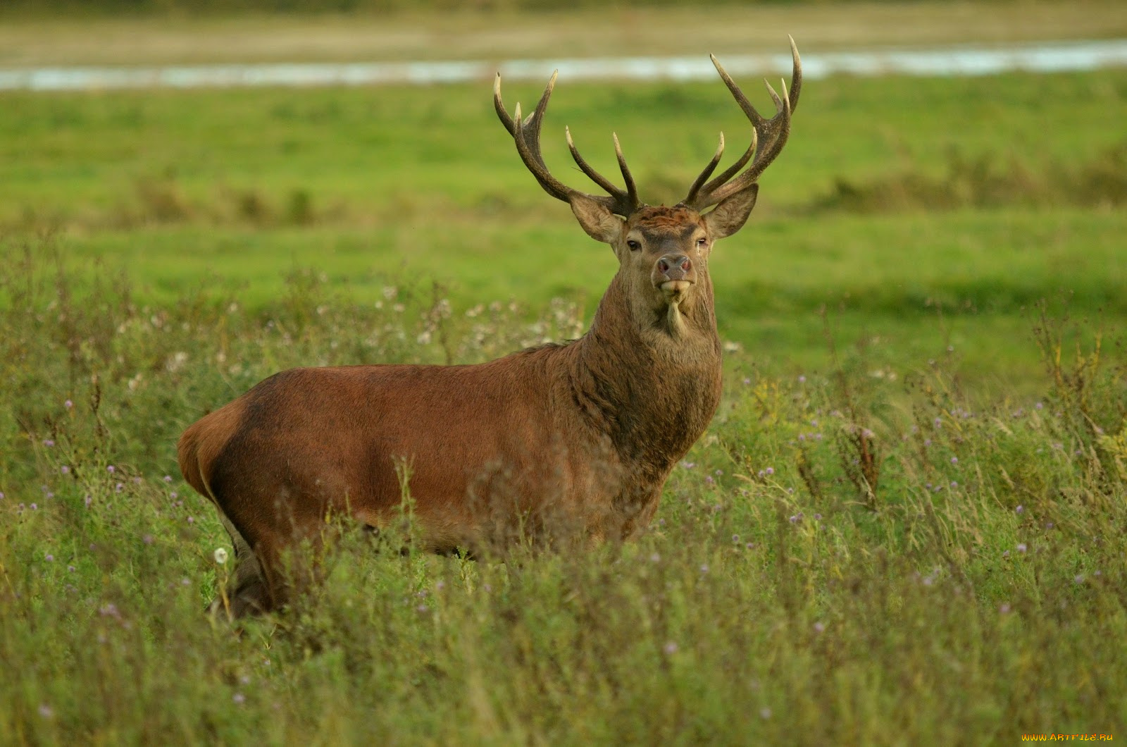 животные, олени, олень