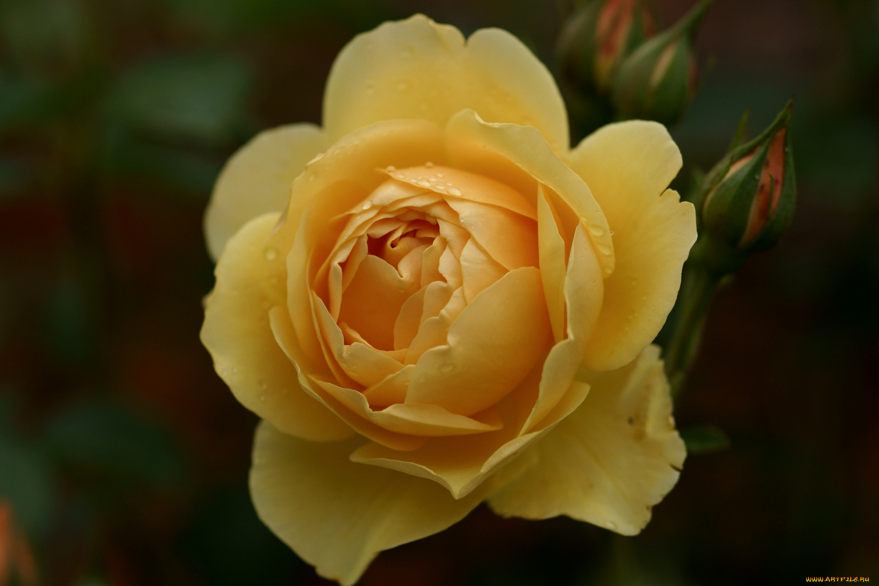 цветы, розы, желтый