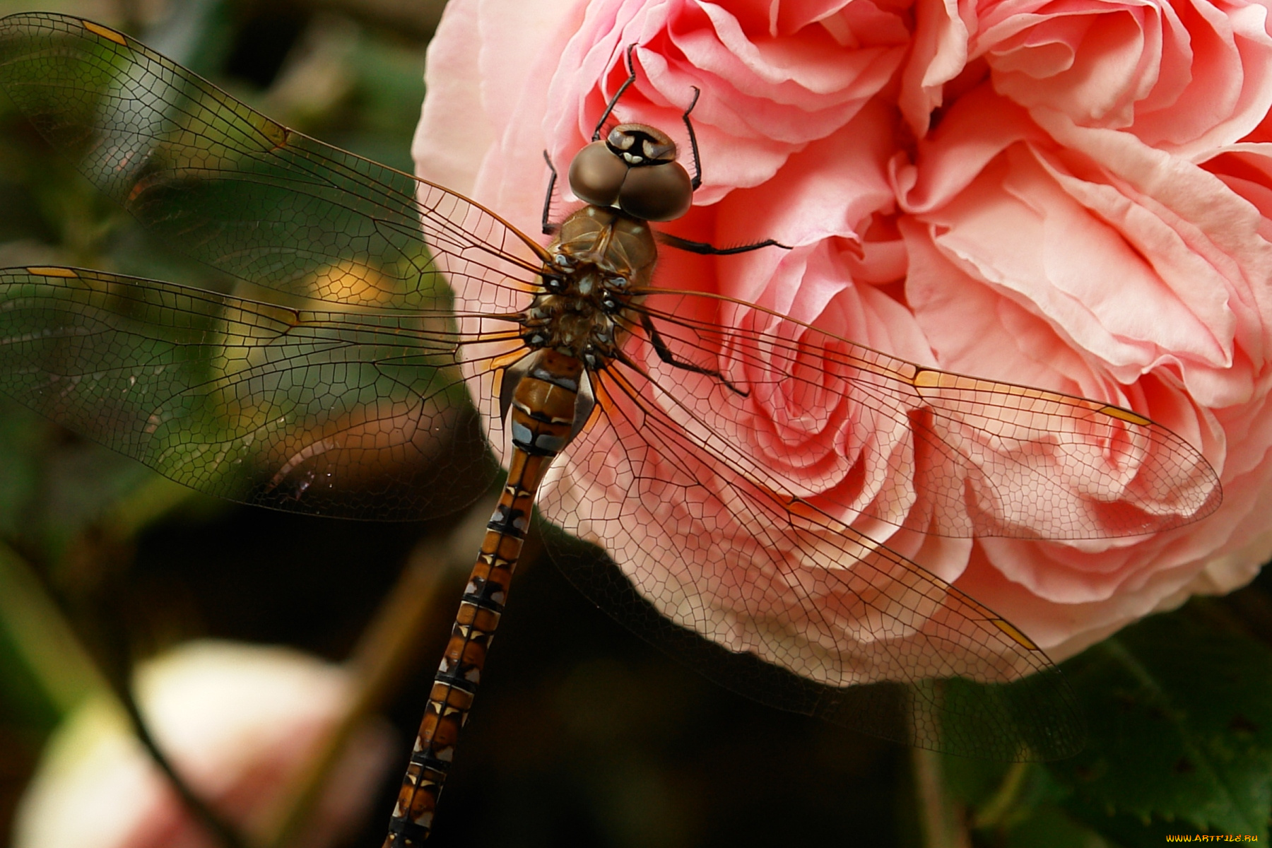 животные, стрекозы, роза, крылья, макро