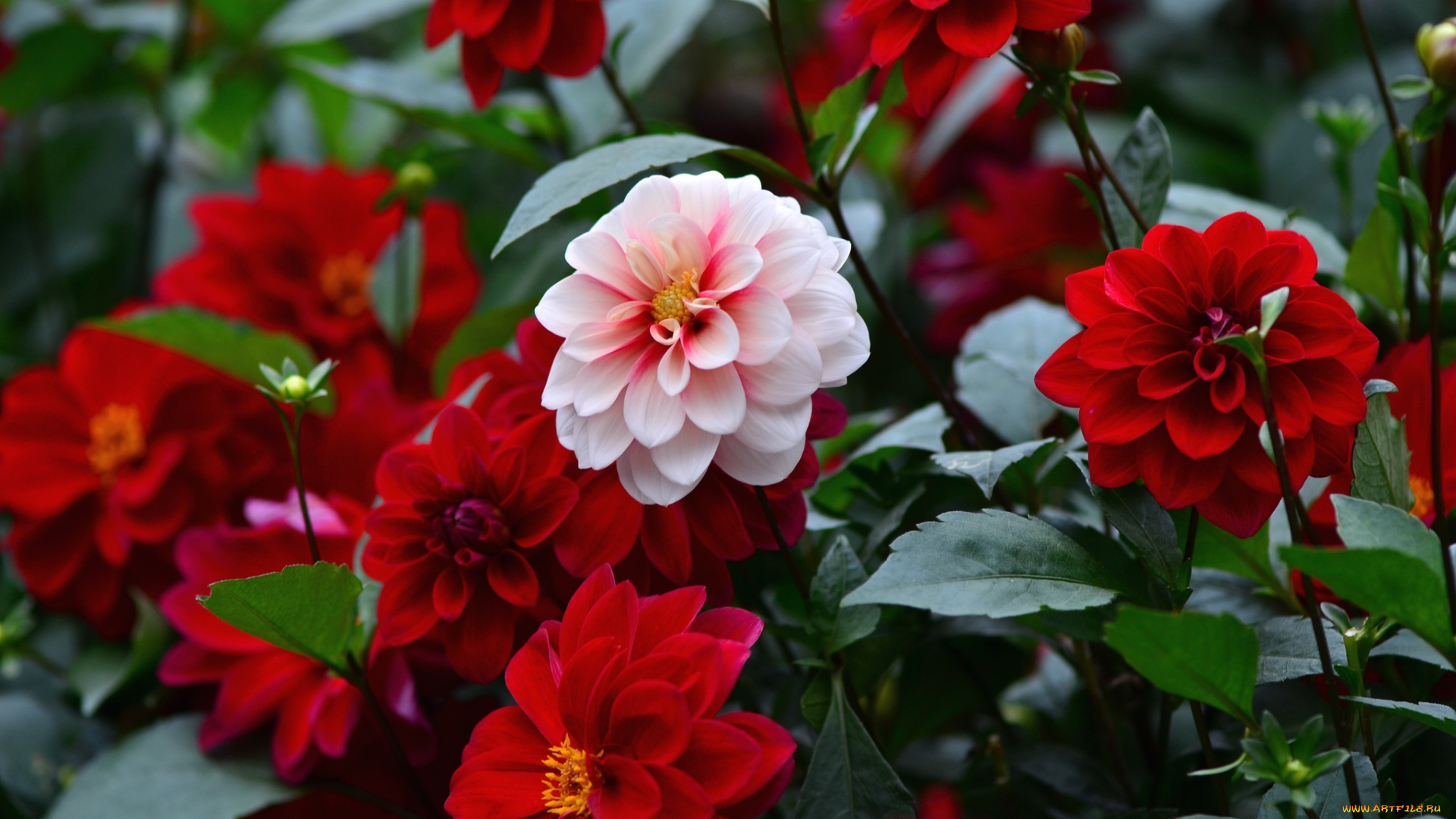 цветы, георгины, красный, круглый