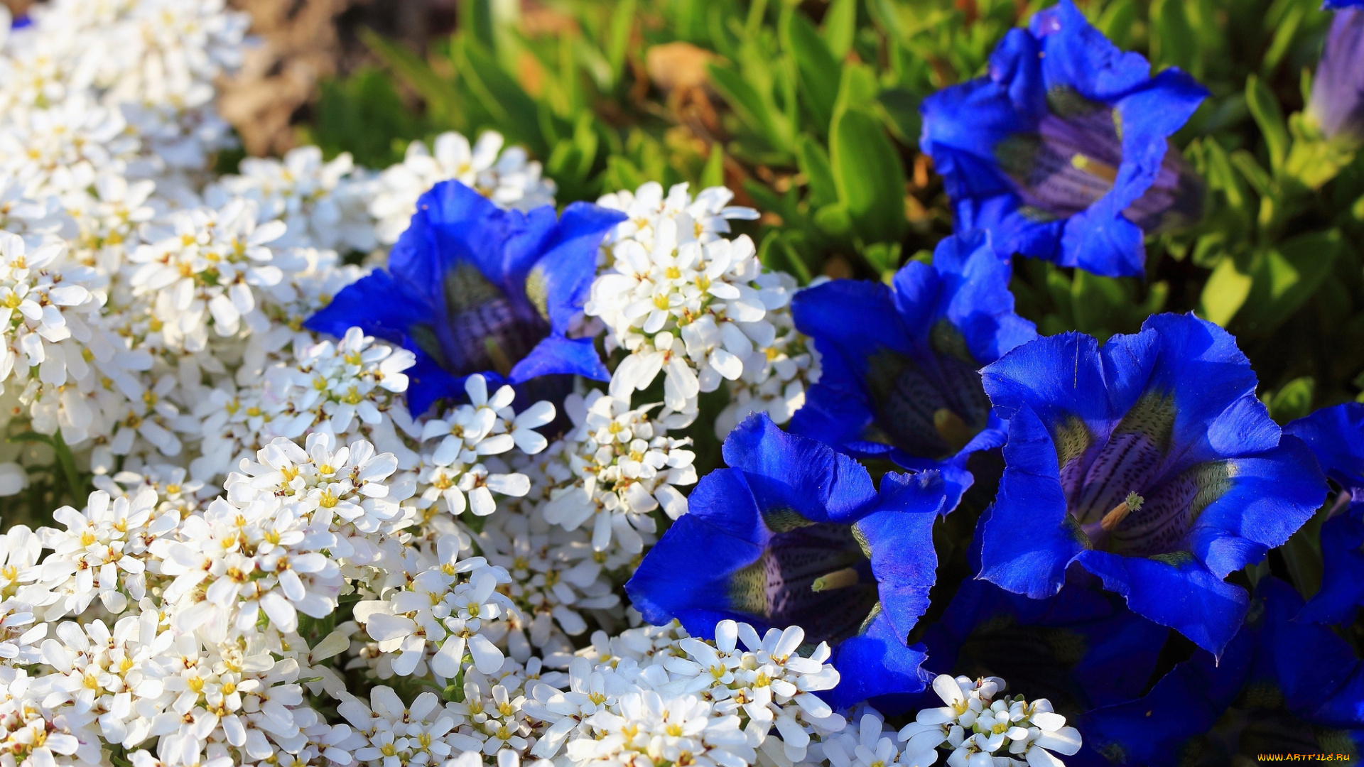 цветы, разные, вместе, синий, белый