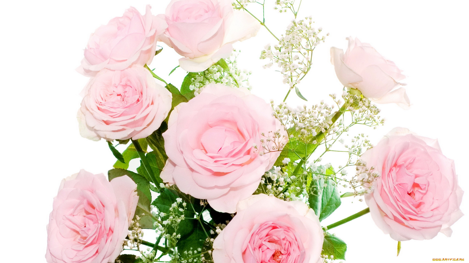 цветы, розы, букет